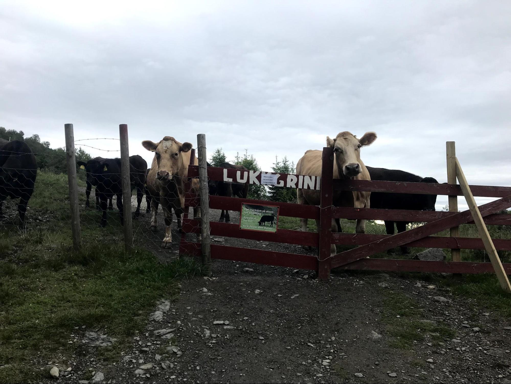 We went through three pastures of cows (a bull, several sheep)