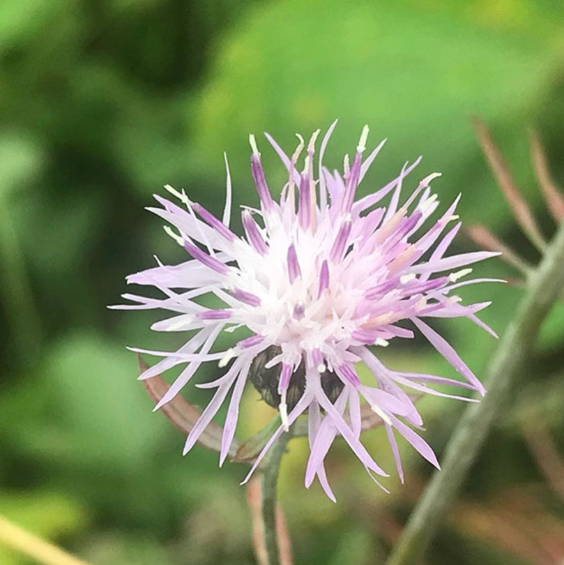 West Virginia trip, flora