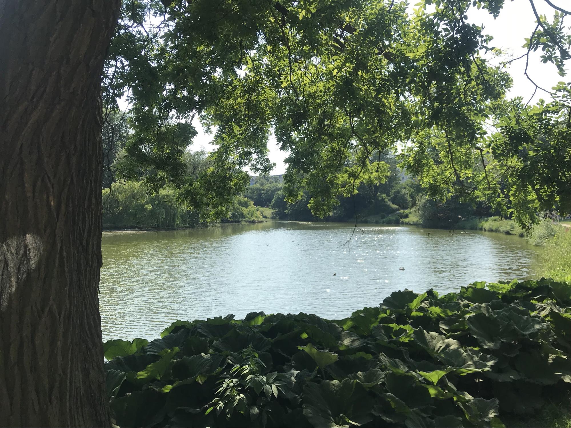 The water, beautiful, shade trees and flowers in full bloom